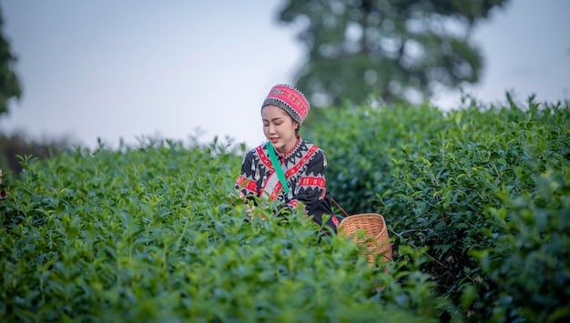 Women harvesting tea leaves in a tea garden in Sylhet, Bangladesh, showcasing the tea industry.